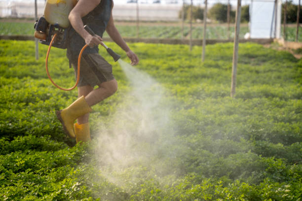 Best Exterminator Services  in Chatsworth, GA