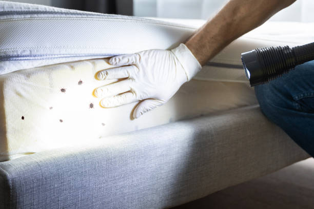 Best Emergency Pest Control  in Chatsworth, GA