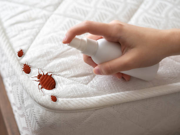 Best Affordable Pest Control Services  in Chatsworth, GA