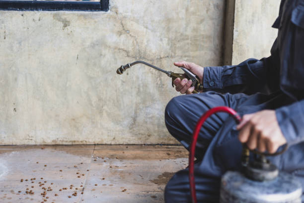 Reliable Chatsworth, GA Pest Control Solutions