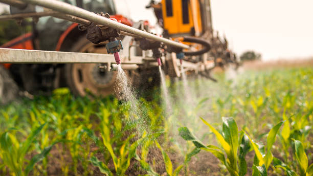 Best Ant Control Services  in Chatsworth, GA